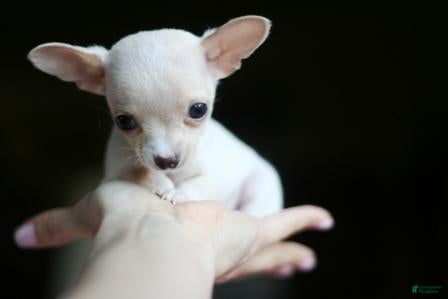 Chihuahua dogs for sale: Chihuahua Puppy 1 - Ad 1