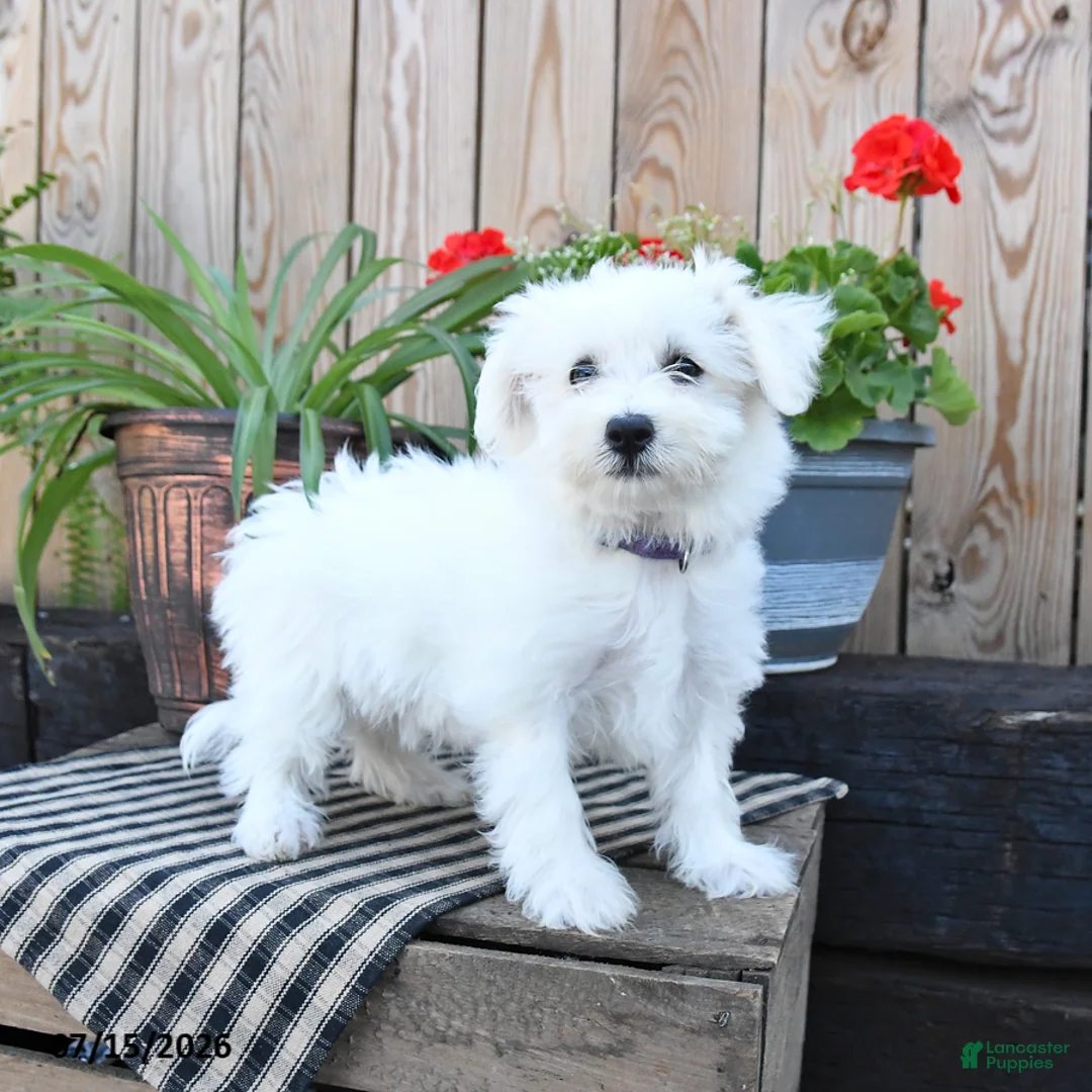 Mixed Breed dogs for sale: Olivia - Ad 2