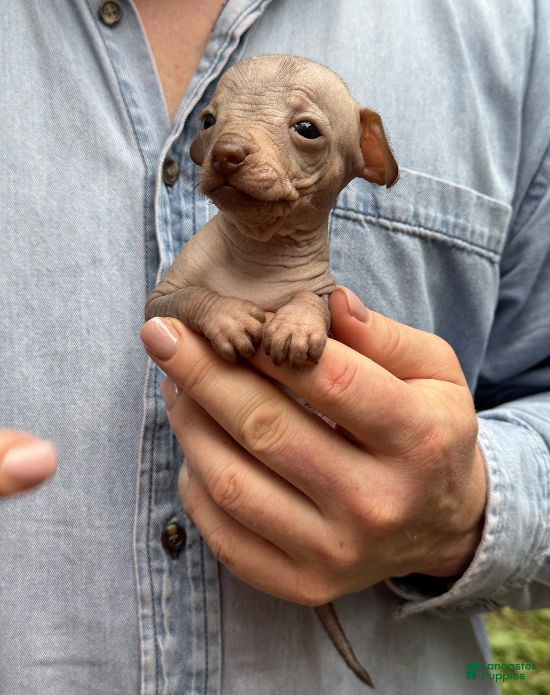 Mixed Breed dogs for sale: Cleopatra  - Ad 55