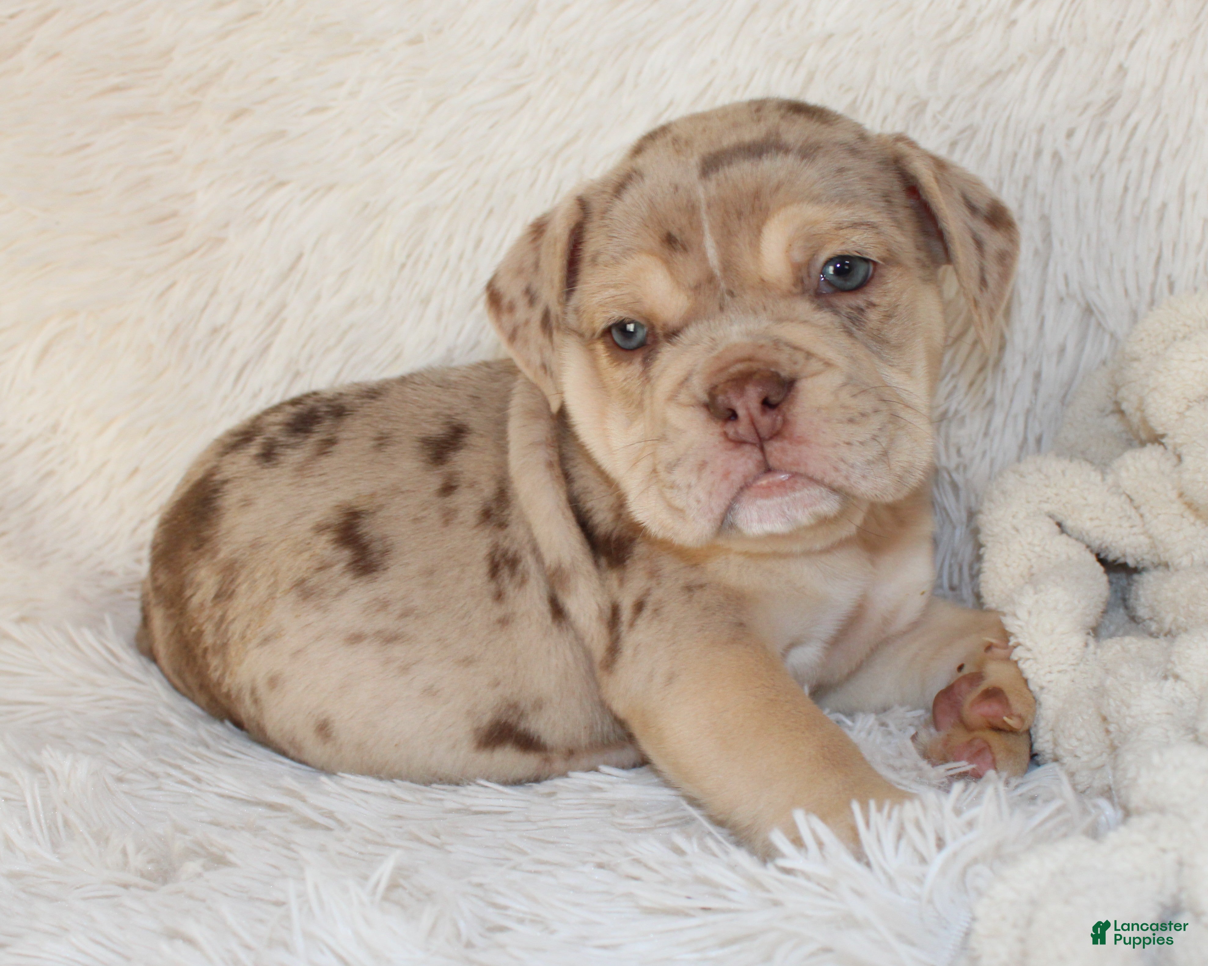English Bulldog dogs Kato - Ad 1