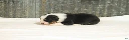 Miniature Australian Shepherd dogs for sale: Lana Miniature Australian Shepherd Puppy  - Ad 3