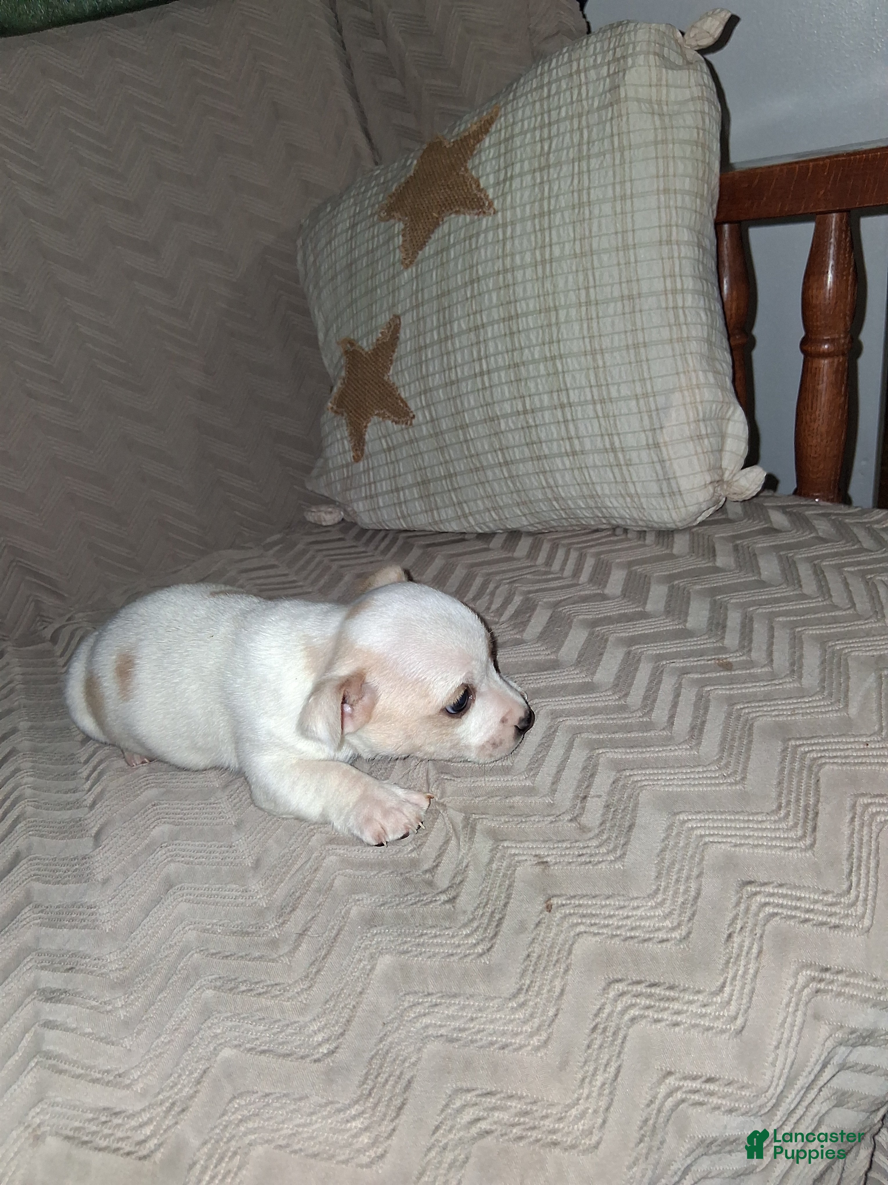 Chihuahua dogs Chihuahua Puppy 1 - Ad 37