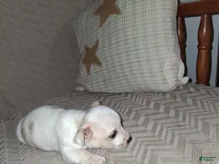 Chihuahua dogs Chihuahua Puppy 1 - Ad 37