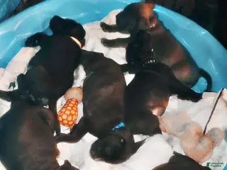 Mixed Breed dogs BULLADOR - Ad 40