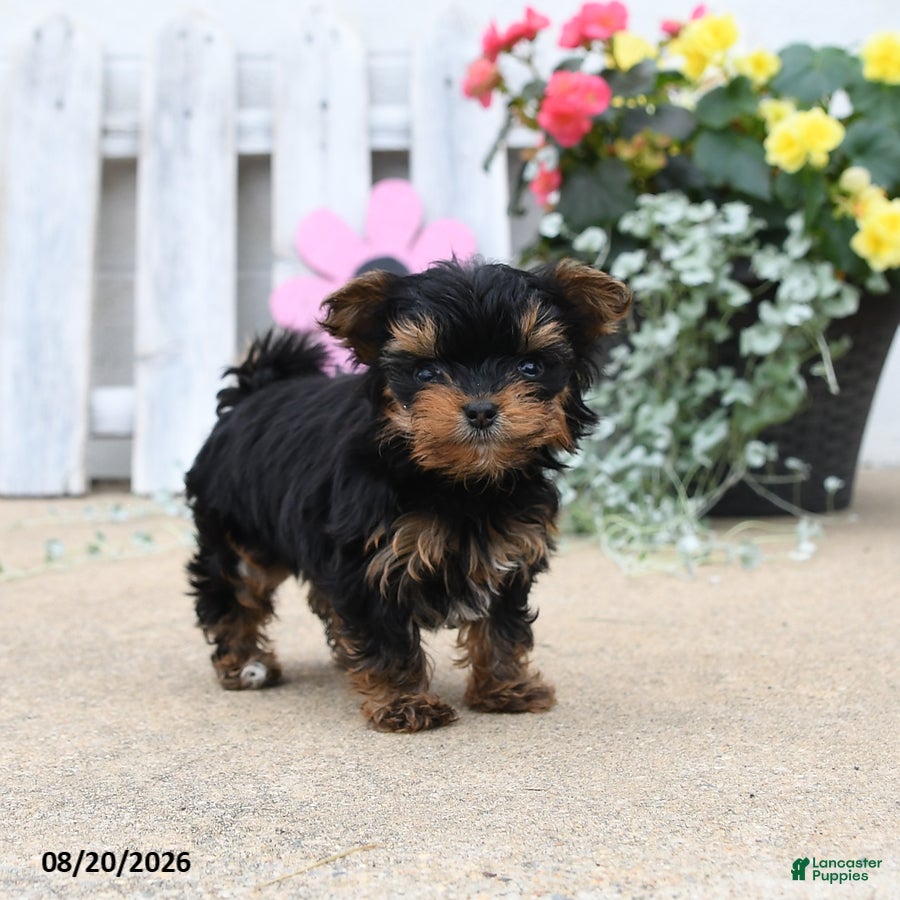 Yorkiepoo dogs Brianna - Ad 2
