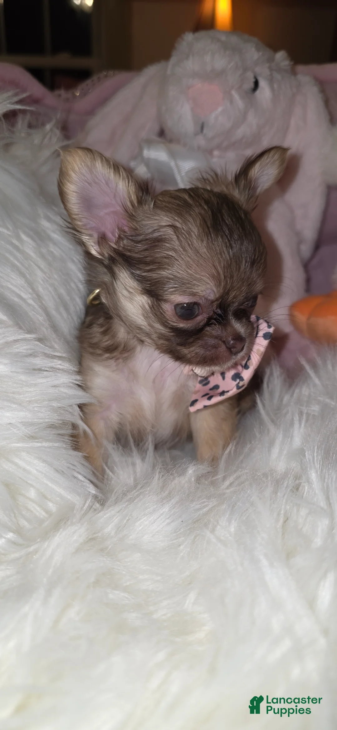 Chihuahua dogs for sale: Kasey - Ad 1