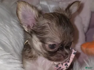 Chihuahua dogs for sale: Kasey - Ad 1