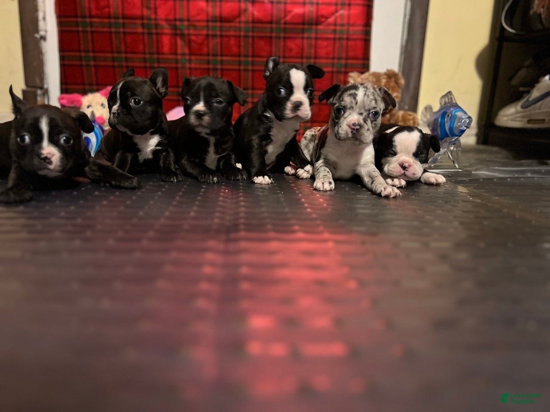 Gallery Image {{count}}