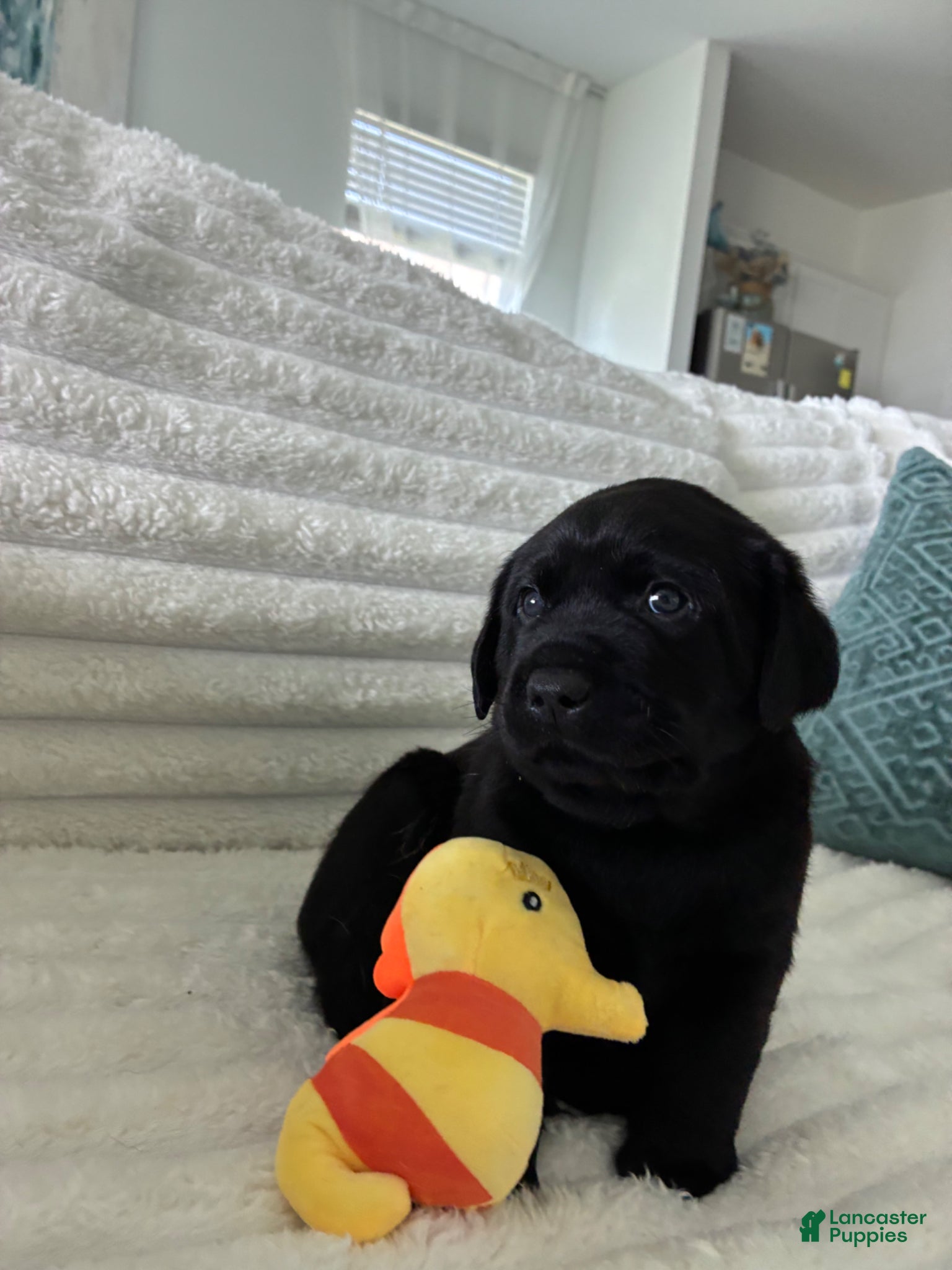 Labrador Retriever Puppy -BELLA
