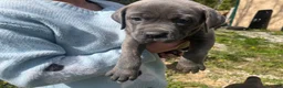 Cane Corso dogs for sale: Cane Corso Puppy 3 - Ad 3