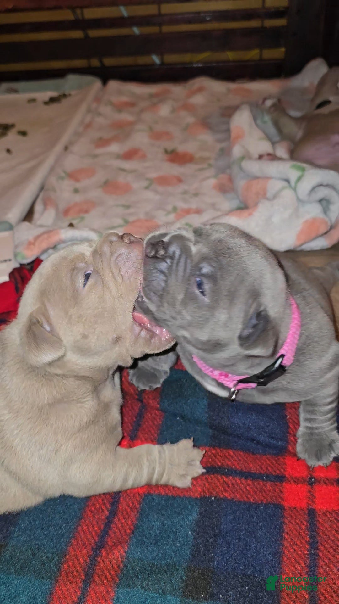 American Bully dogs for sale: American Bully Puppy 3 - Ad 2