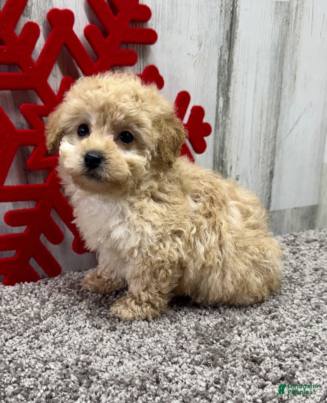 Miniature Poodle dogs for sale: Cookie - Ad 4
