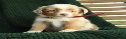 Miniature Australian Shepherd dogs for sale: Willow - Ad 1