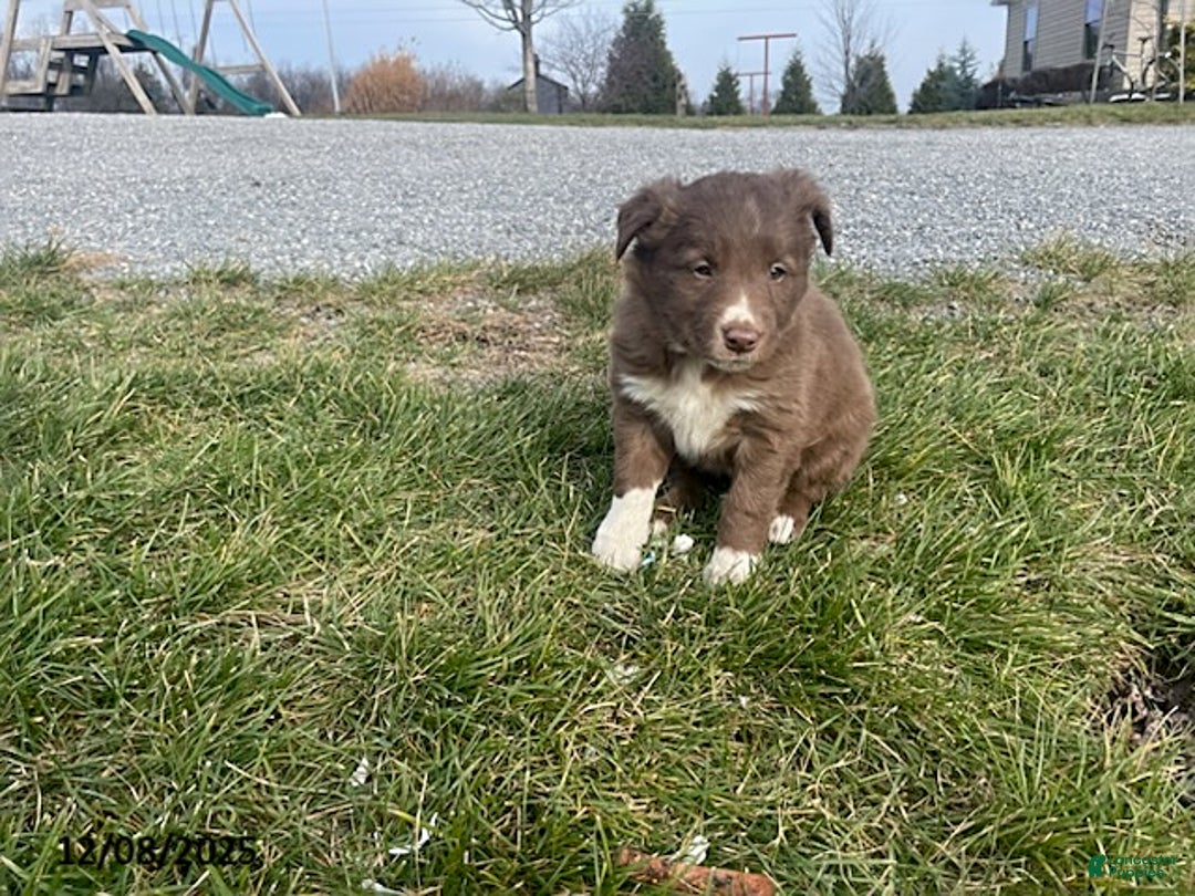 Border Collie dogs for sale: Lulu - Ad 1