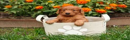 Goldendoodle dogs for sale: Copper - Ad 9