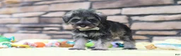 Miniature Schnauzer dogs for sale: Harley - Ad 4