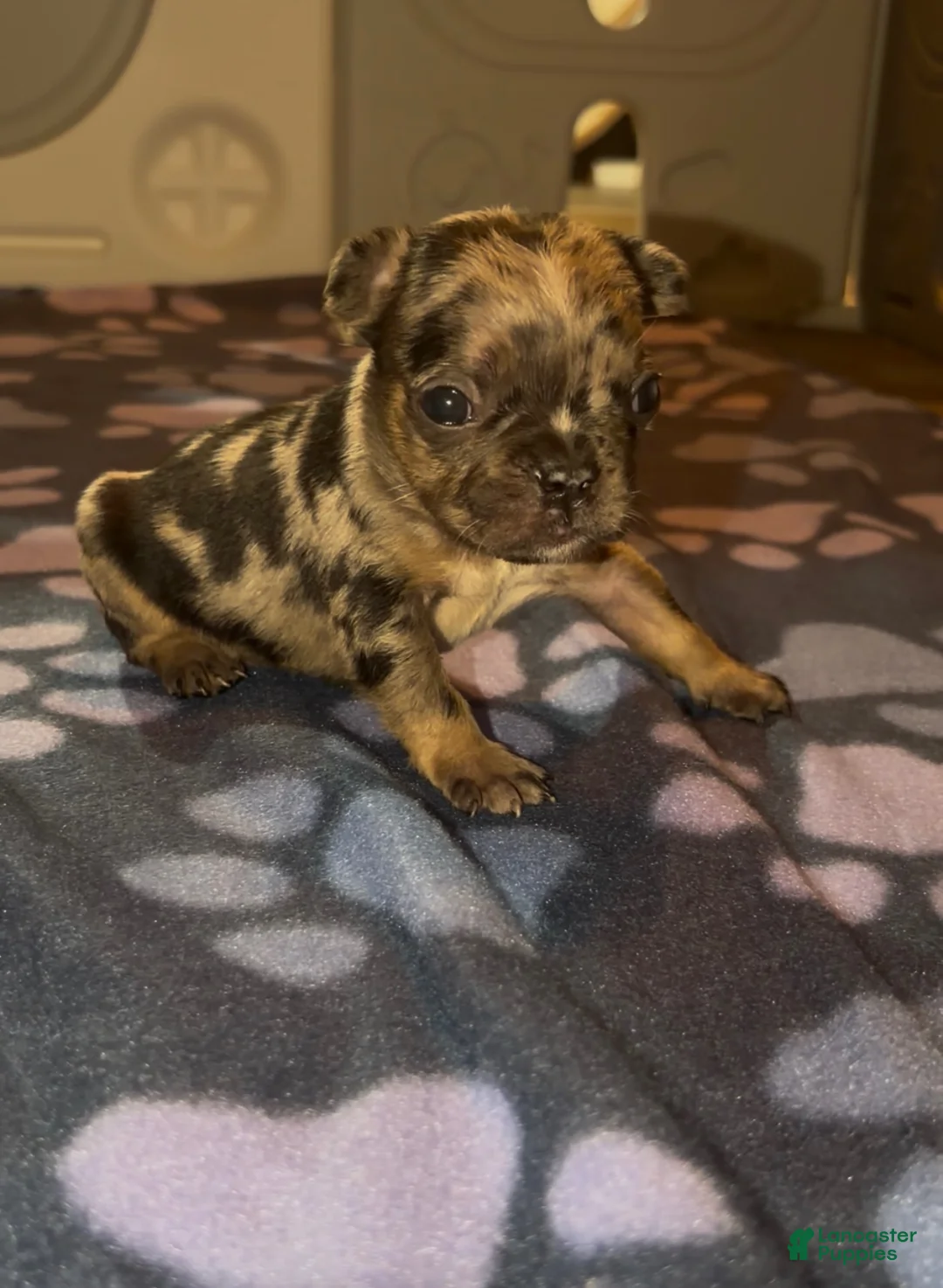 French Bulldog dogs for sale: French Bulldog 1 - Ad 2