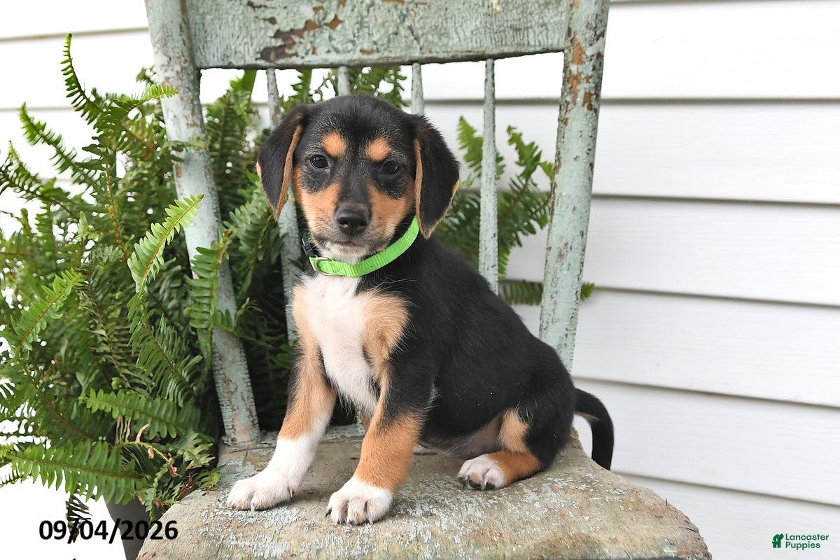 Beagle dogs Rayna - Ad 1