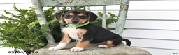 Beagle dogs for sale: Rayna - Ad 1