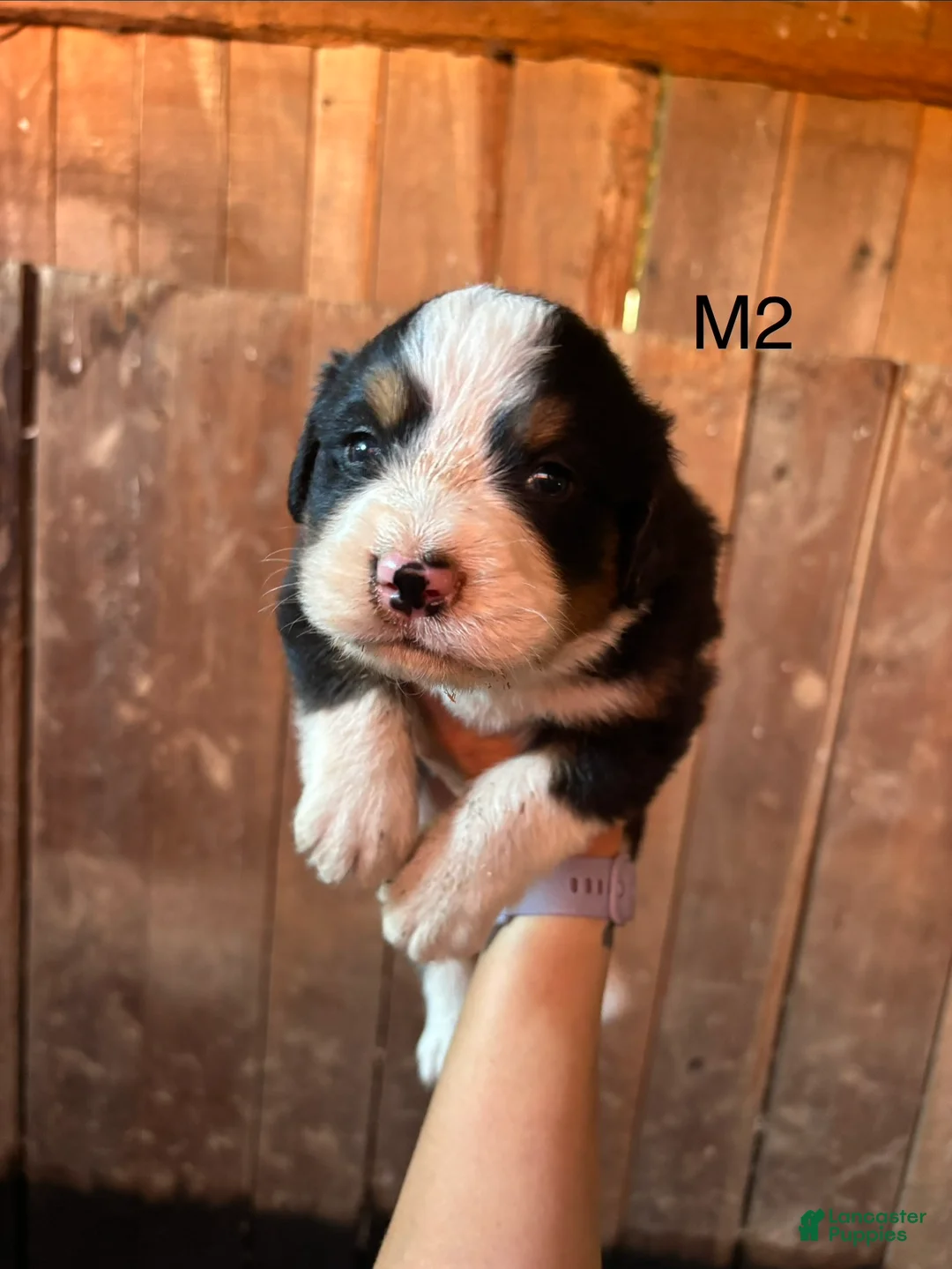 Bernese Mountain Dog dogs for sale: Bernese Mountain Dog f7 - Ad 25