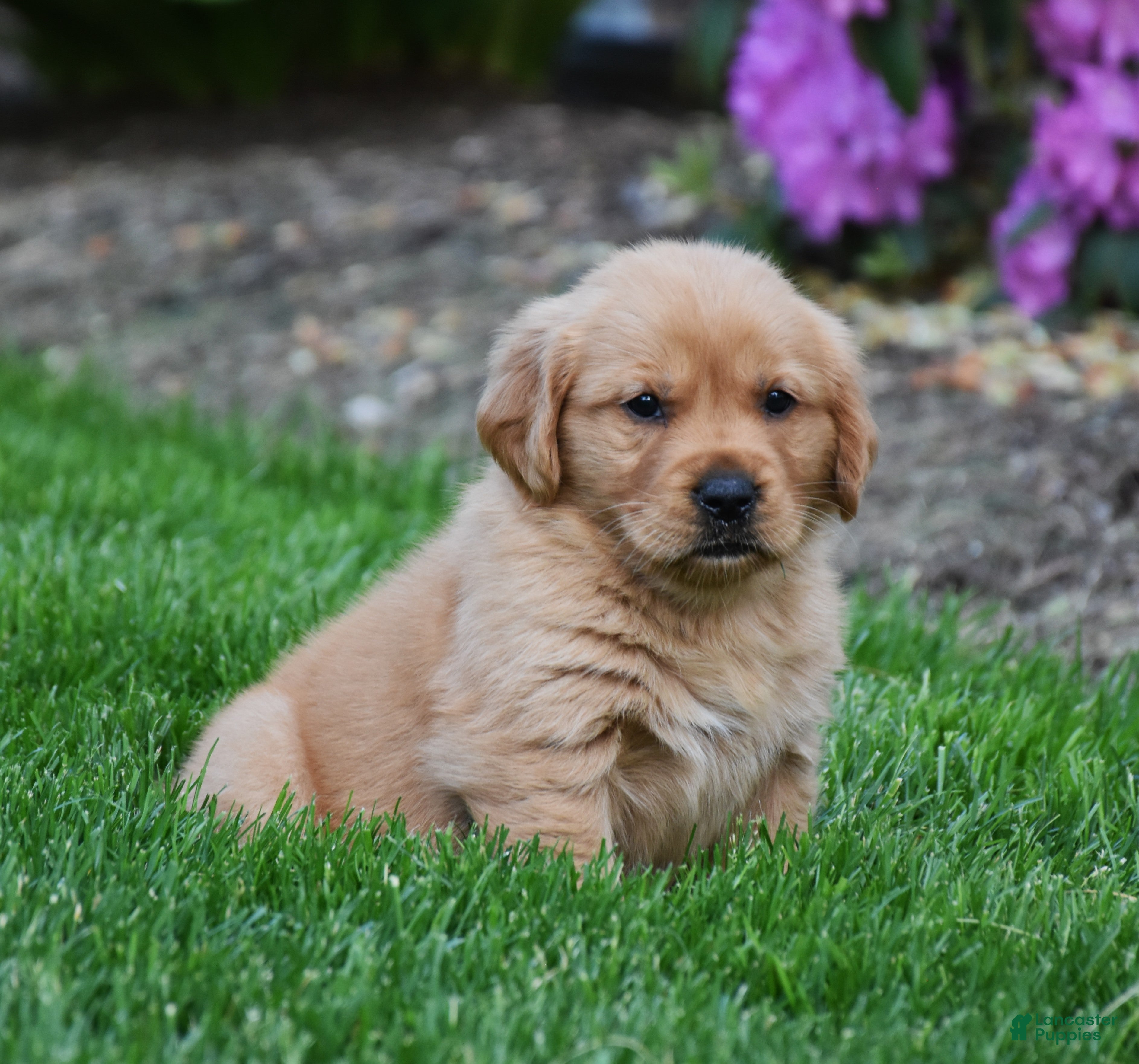 Golden Retriever dogs Aspy - Ad 2