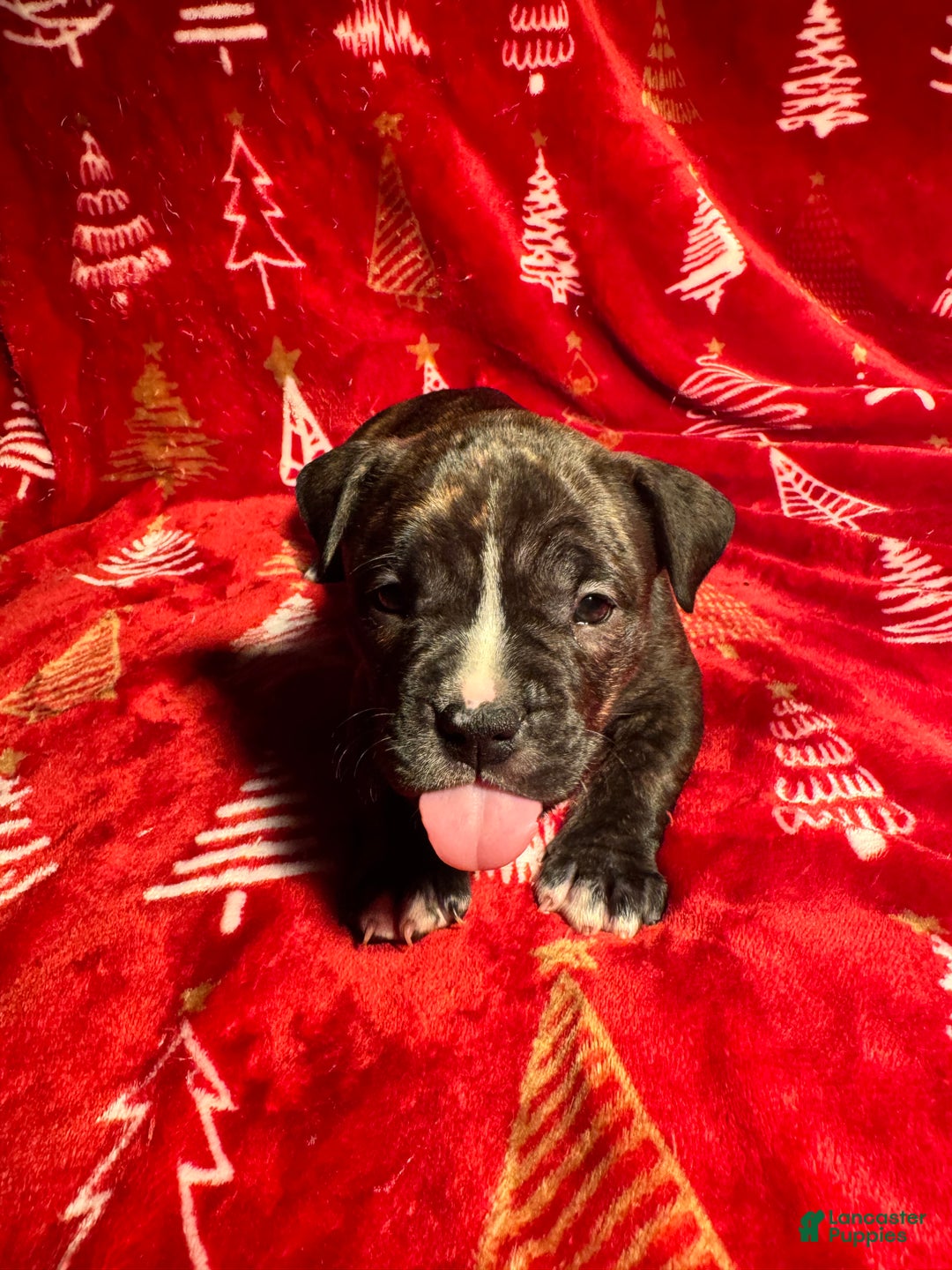 American Bully dogs for sale: American Bully Puppy 9 - Ad 2