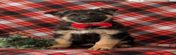 German Shepherd dogs for sale: Bronson - Ad 3