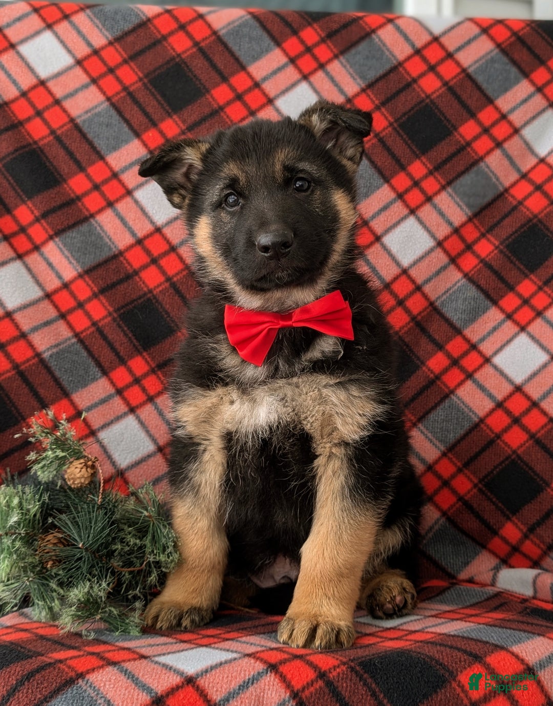 German Shepherd dogs for sale: Bronson - Ad 3