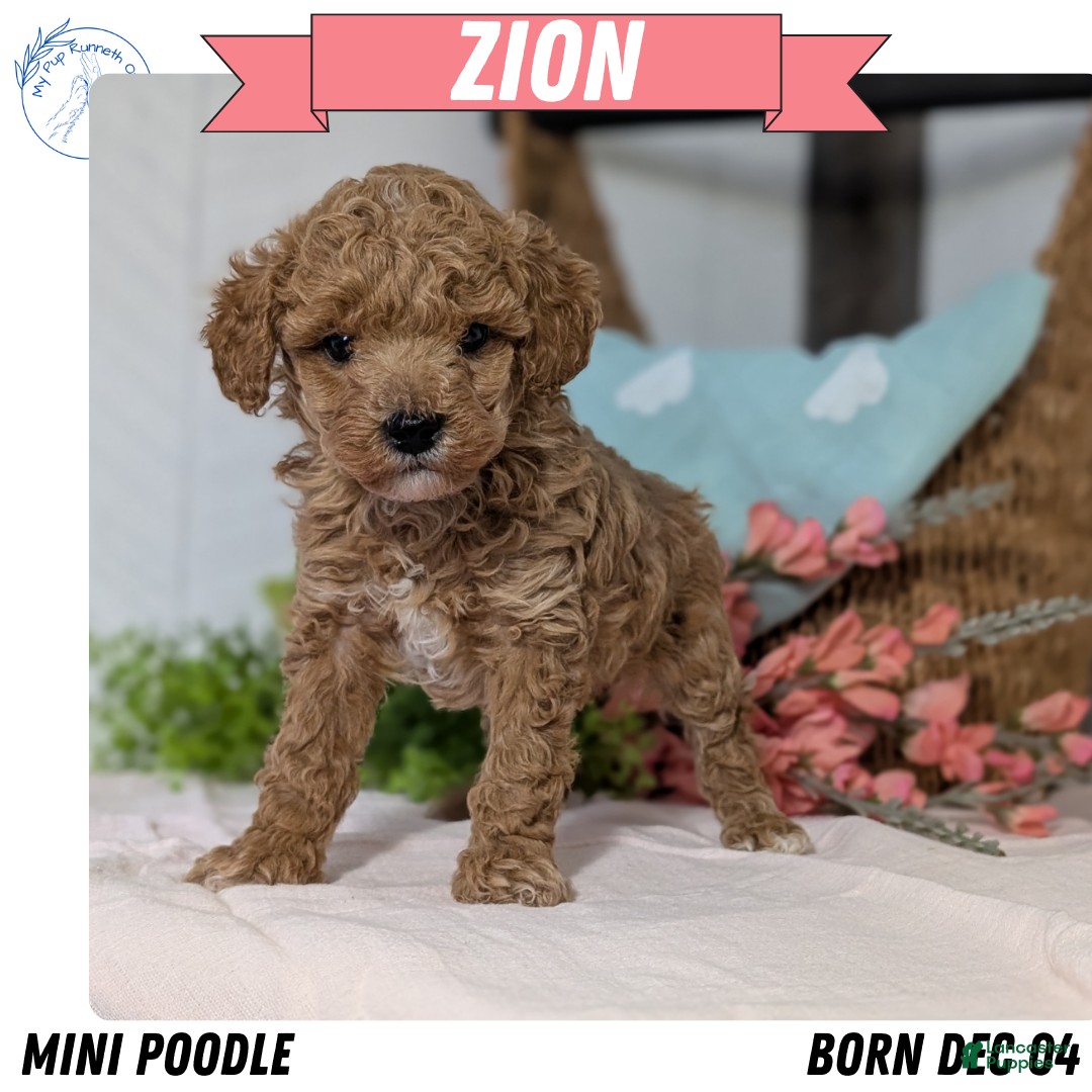 Miniature Poodle dogs Zion - Ad 2