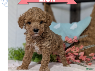 Miniature Poodle dogs Zion - Ad 2