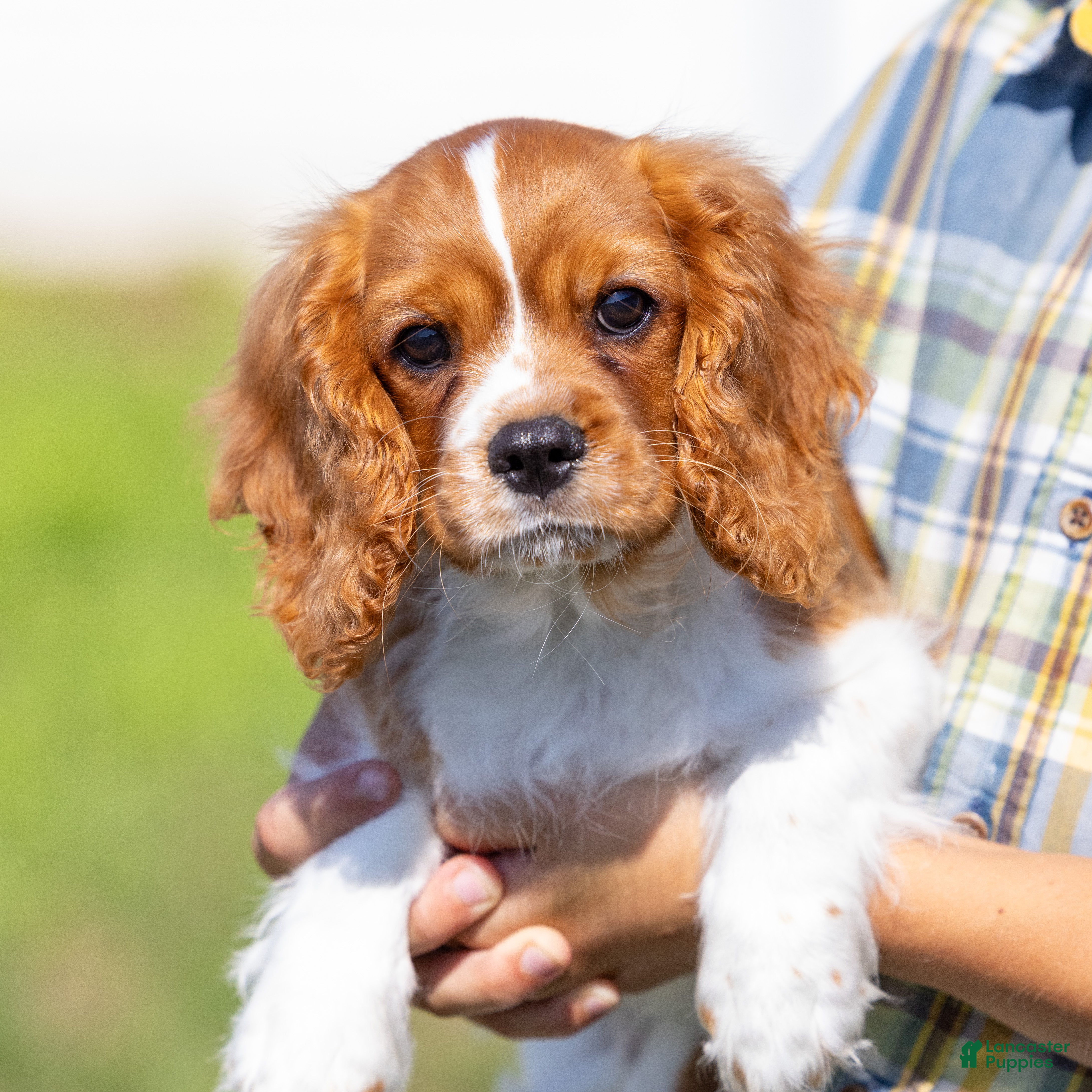 Cavalier King Charles Spaniel dogs Oswald - Ad 1