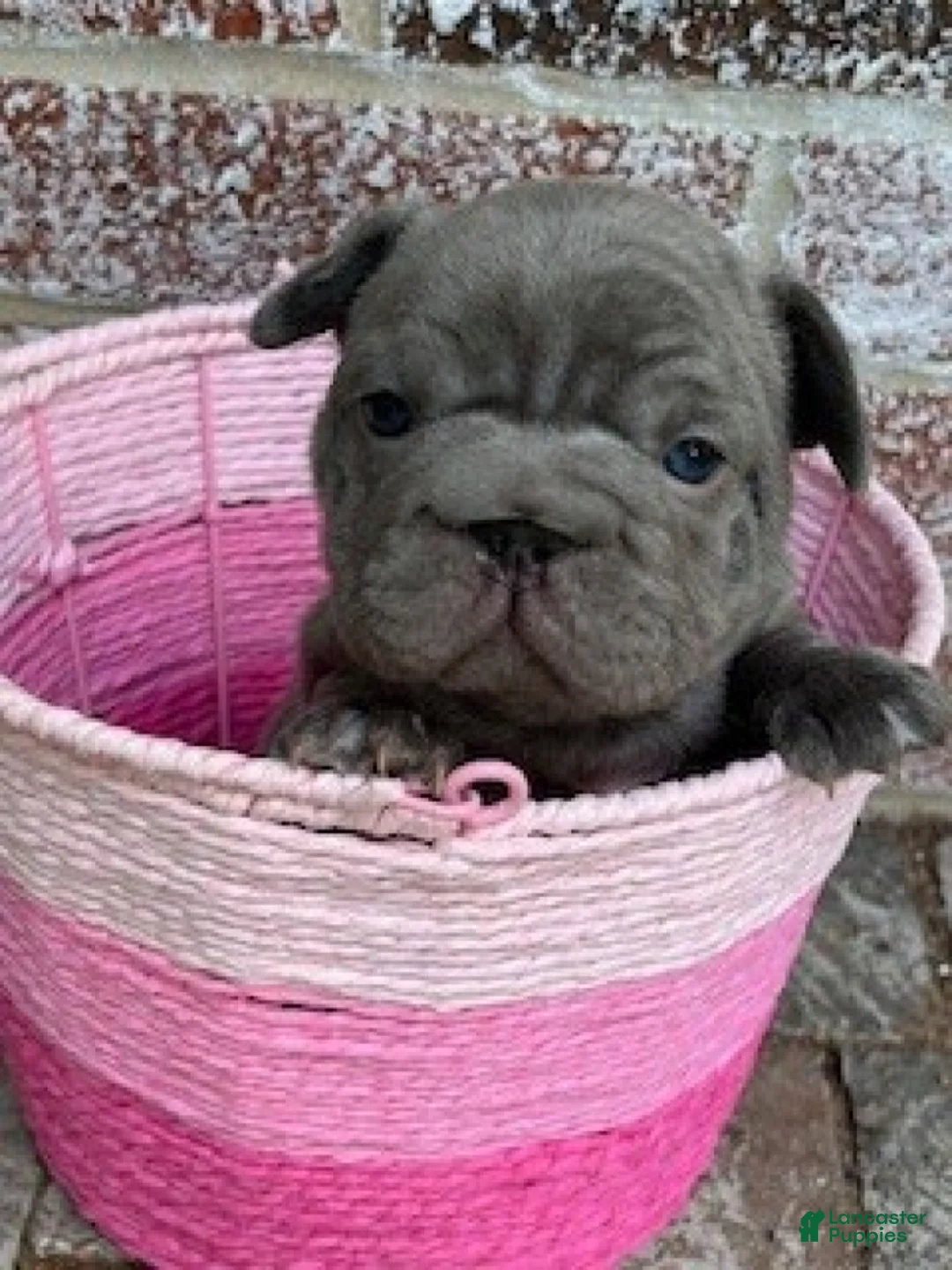 French Bulldog dogs for sale: Ruby - Ad 5