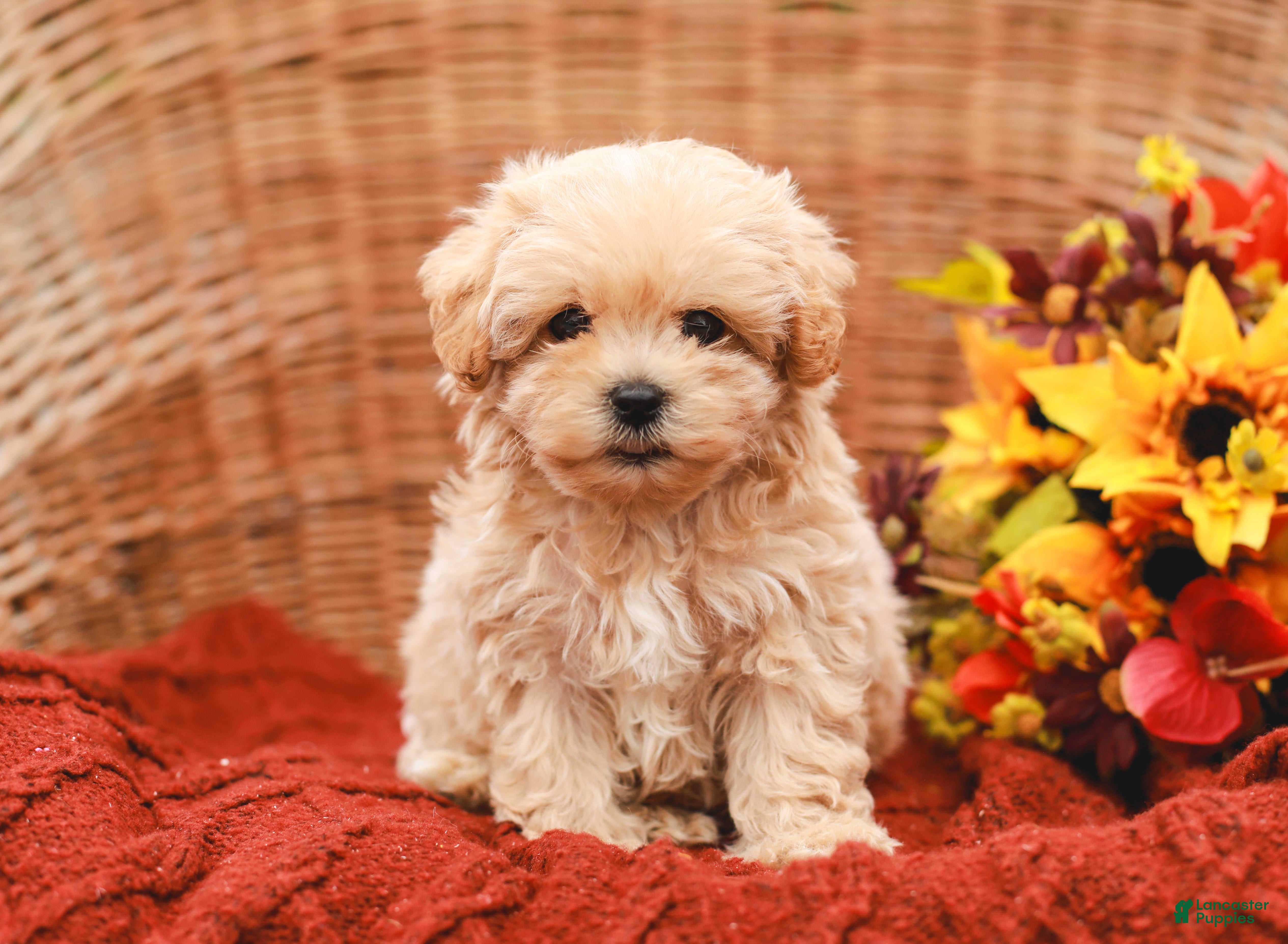 Maltipoo dogs Jack - Ad 2