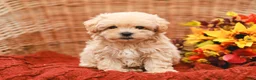 Maltipoo dogs for sale: Jack - Ad 2