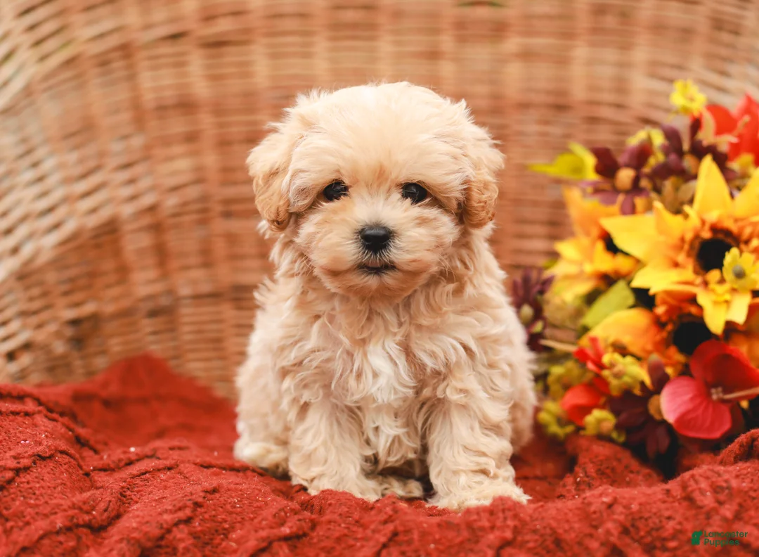 Maltipoo dogs for sale: Jack - Ad 2