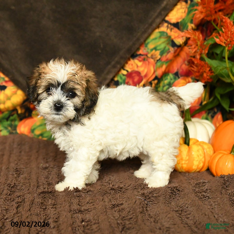 Maltipoo dogs Betty   - Ad 2
