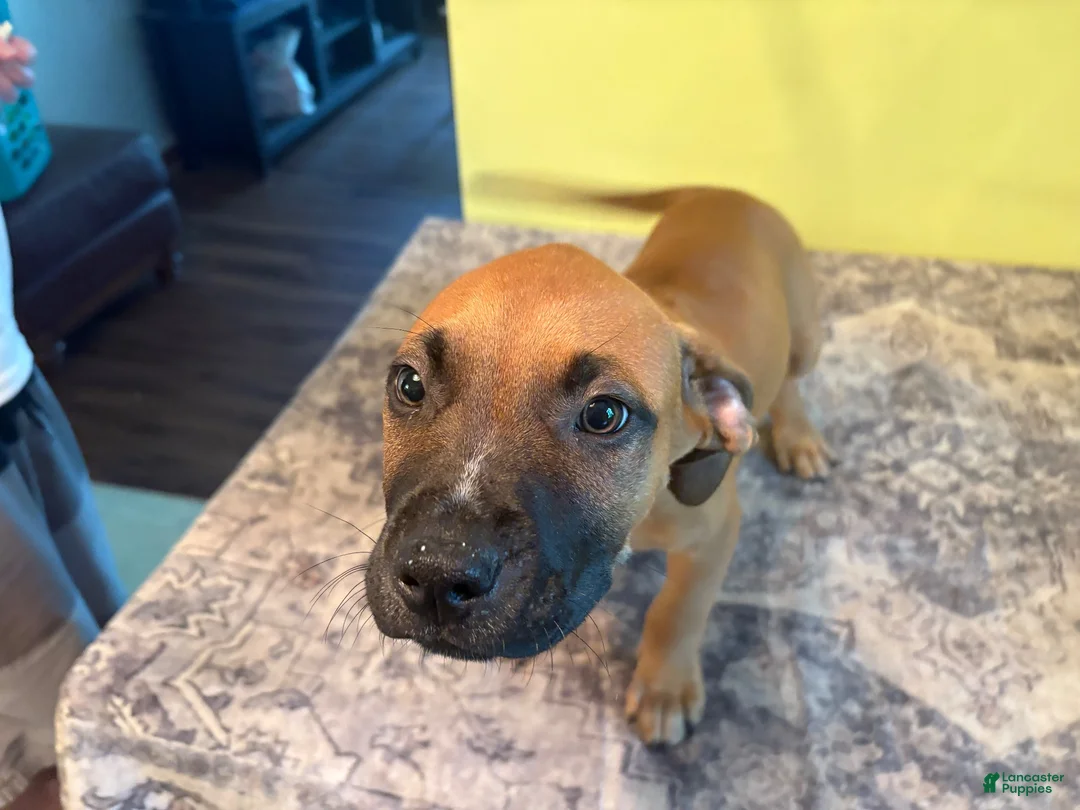 American Pit Bull Terrier dogs for sale: American Pit Bull Terrier 1 - Ad 12
