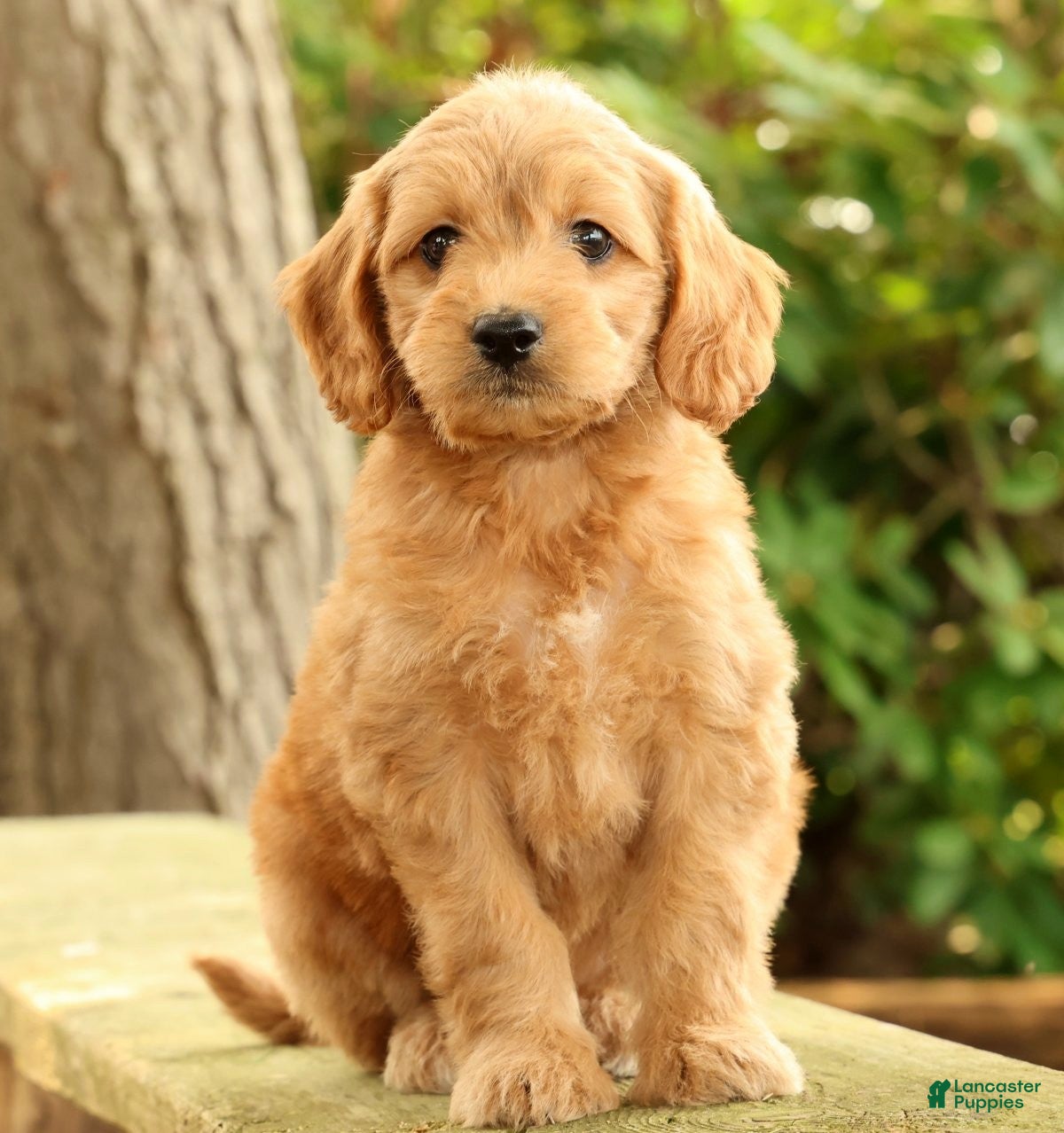 Mini Goldendoodle dogs Maizey - Ad 2