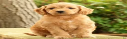 Mini Goldendoodle dogs for sale: Maizey - Ad 2