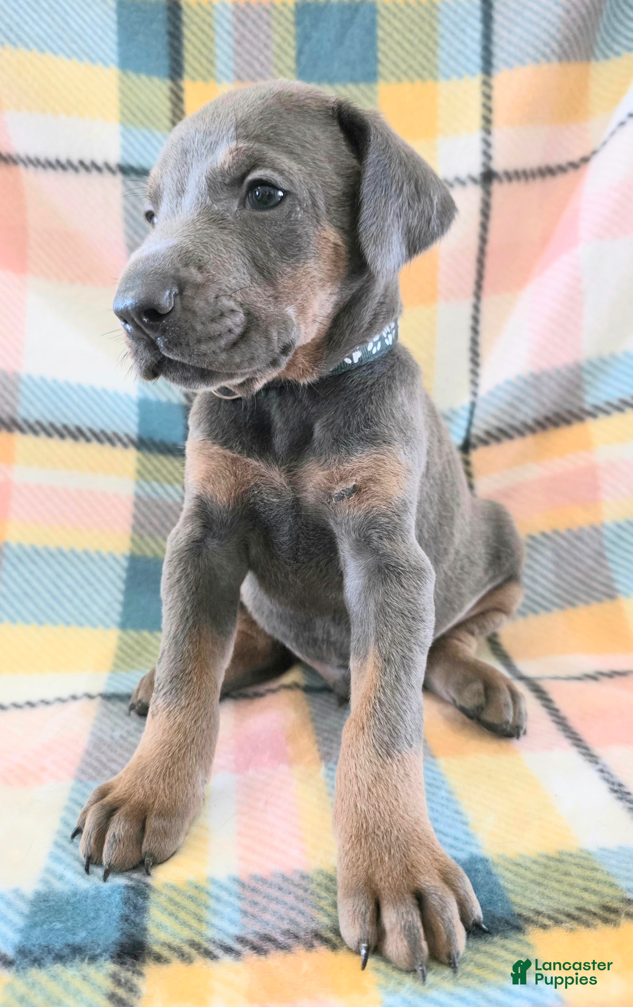 Doberman Pinscher dogs Doberman Pinscher Puppy 1 - Ad 27