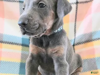 Doberman Pinscher dogs Doberman Pinscher Puppy 1 - Ad 27