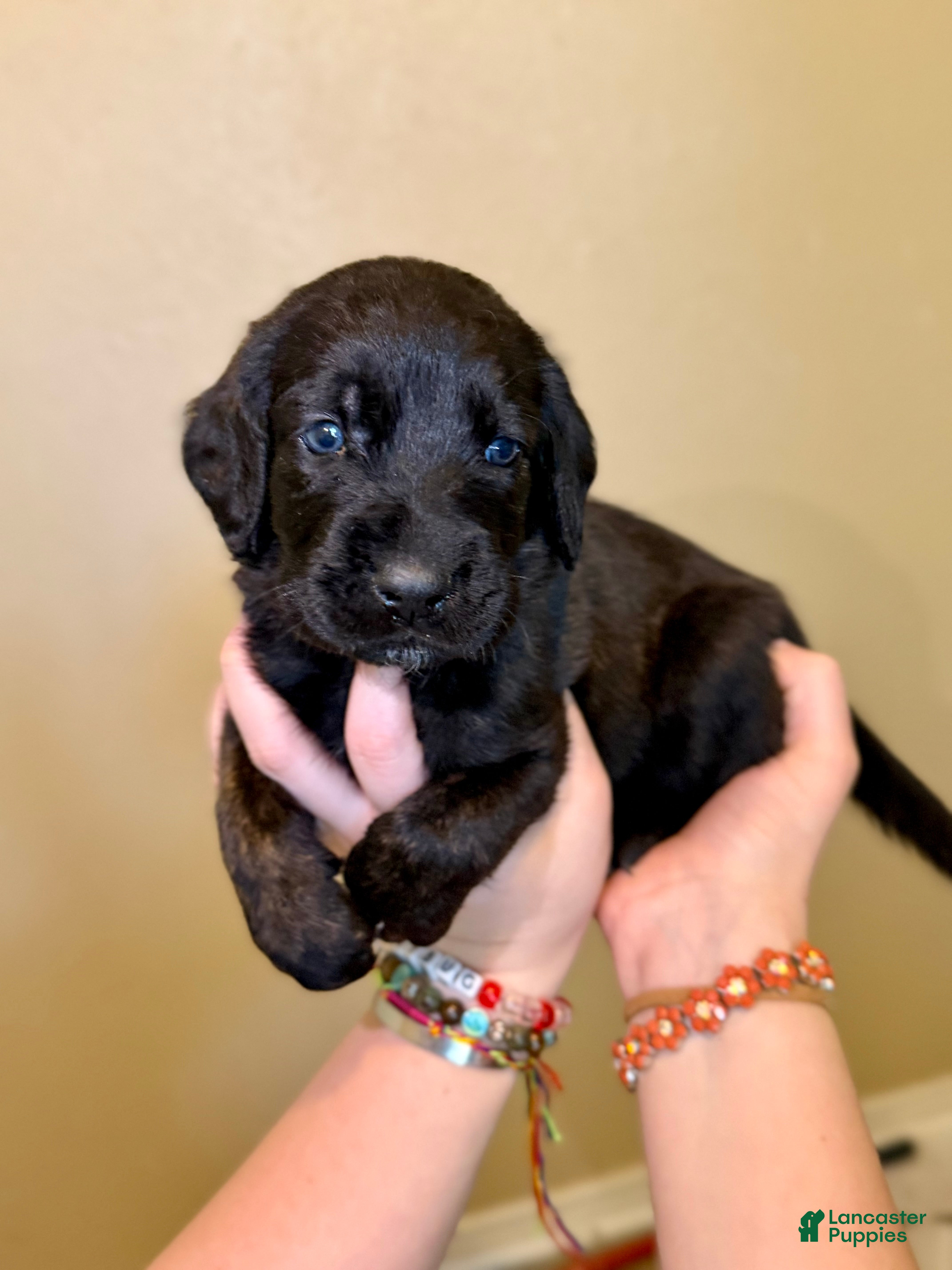 Mixed Breed dogs Meatball - Ad 1