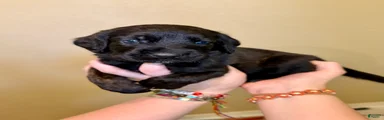 Meatball