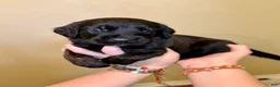 Mixed Breed dogs for sale: Meatball - Ad 1