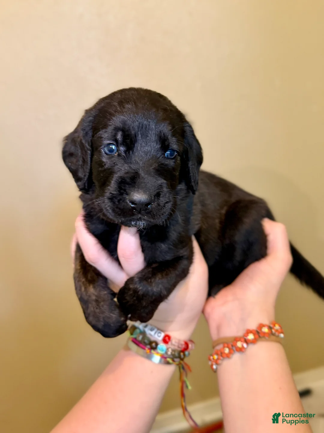 Mixed Breed dogs for sale: Meatball - Ad 1