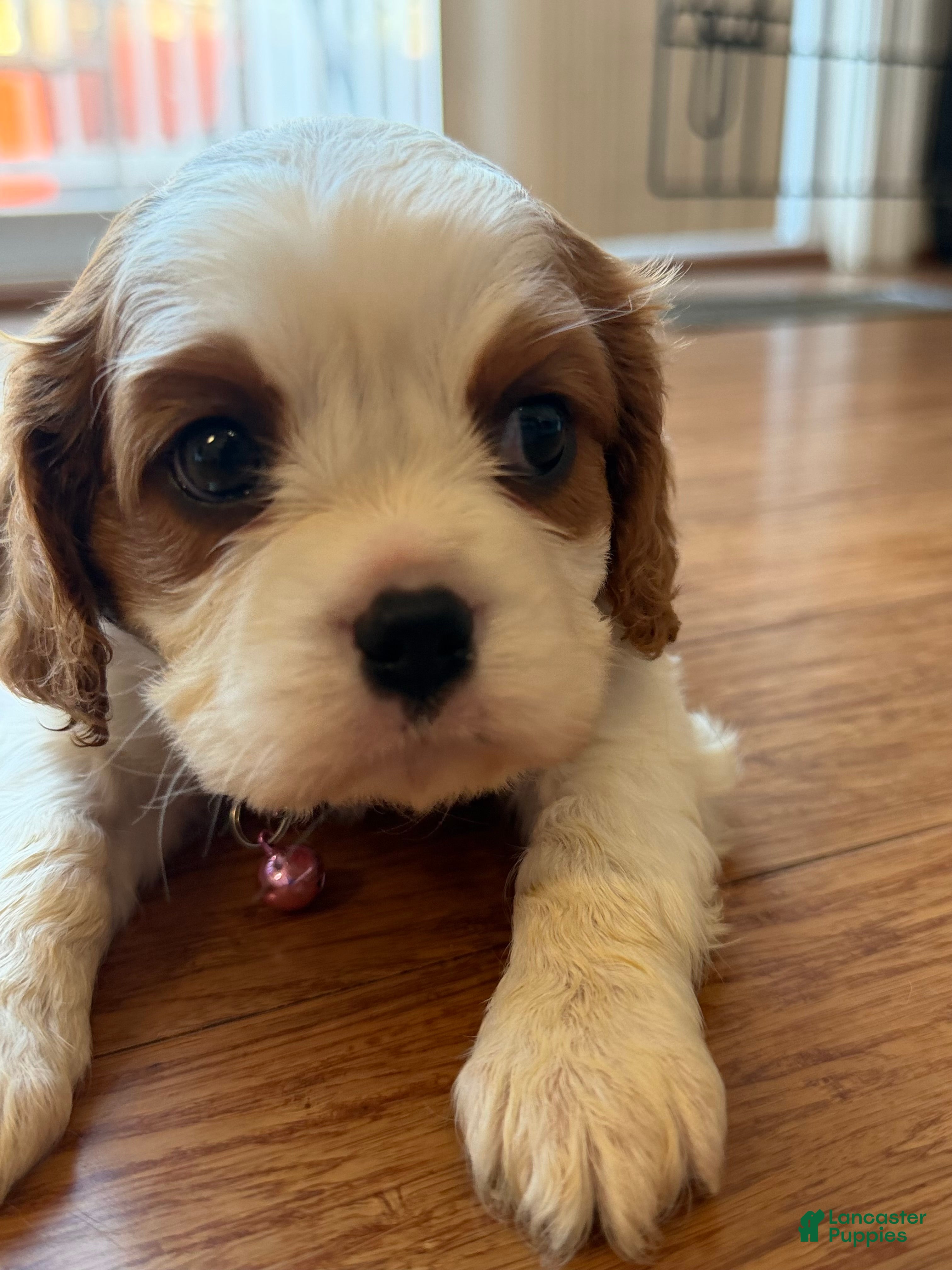 Cavalier King Charles Spaniel dogs Bella  - Ad 1