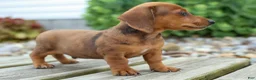Miniature Dachshund dogs for sale: Tyson 💙 - Ad 13