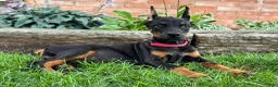 Doberman Pinscher dogs for sale: Angel  - Ad 1