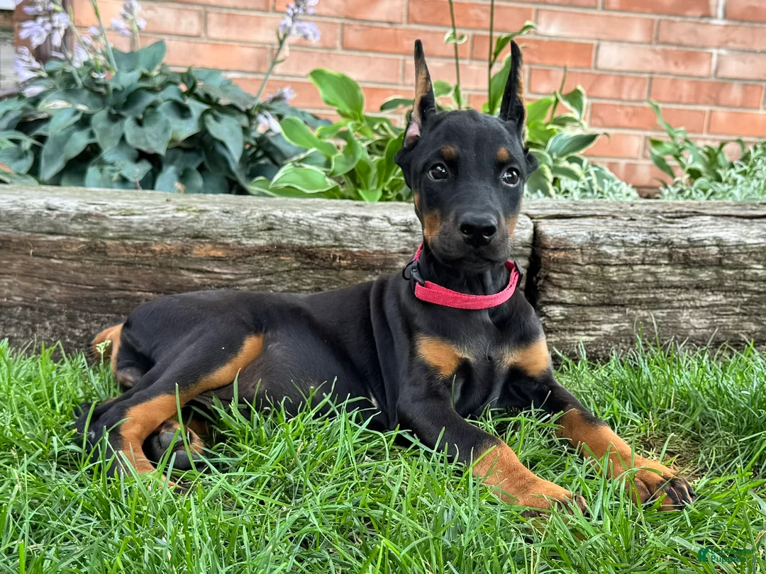 Doberman Pinscher dogs for sale: Angel  - Ad 1