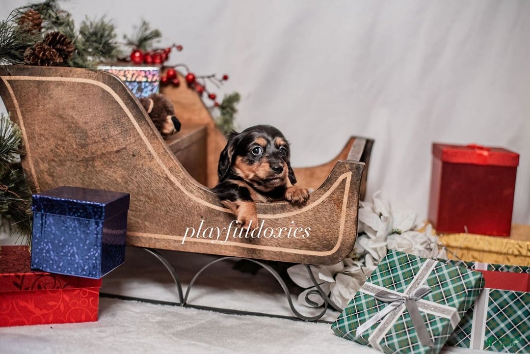 Miniature Dachshund dogs for sale: Pink Collar Black & Tan Dachshund Puppy  - Ad 3